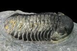 Austerops Trilobite - Visible Eye Facets #171534-5